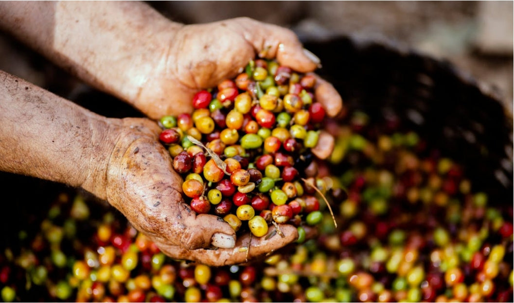 Arabica vs Robusta: Which Coffee Bean Is Better for You?