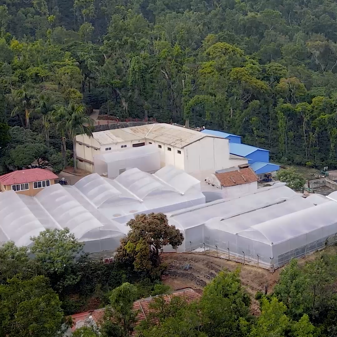 Ratnagiri Estate Coffee: A Guide to Flavors, Roasts, and Brewing Methods